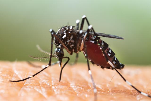 Fièvre dengue