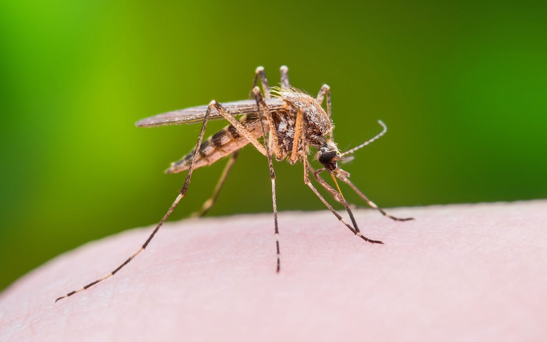 Infection au virus du Nil occidental