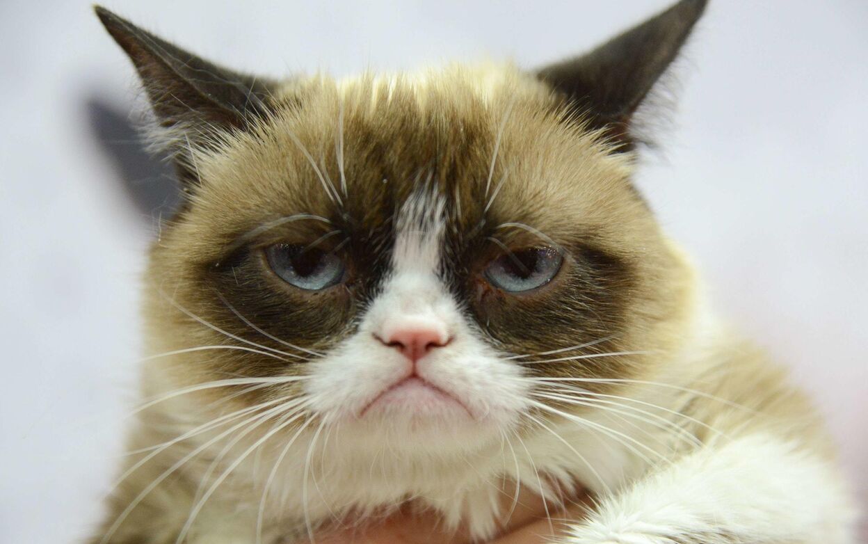 Grumpy Cat