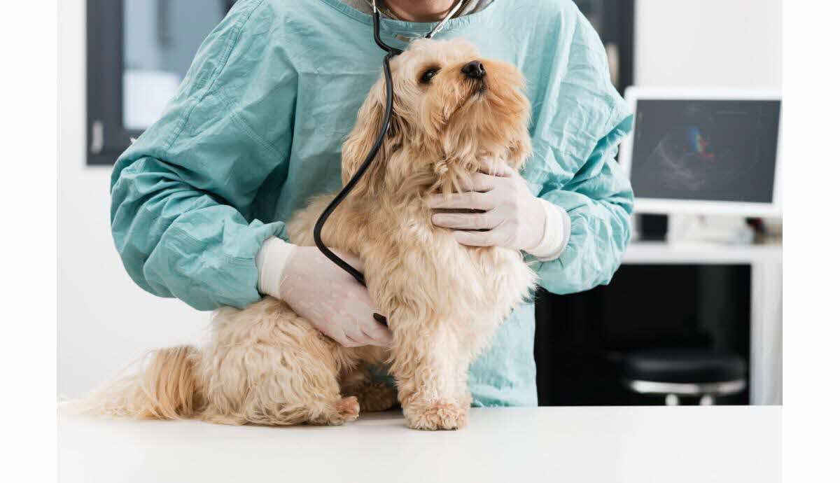 assurance pour son chien