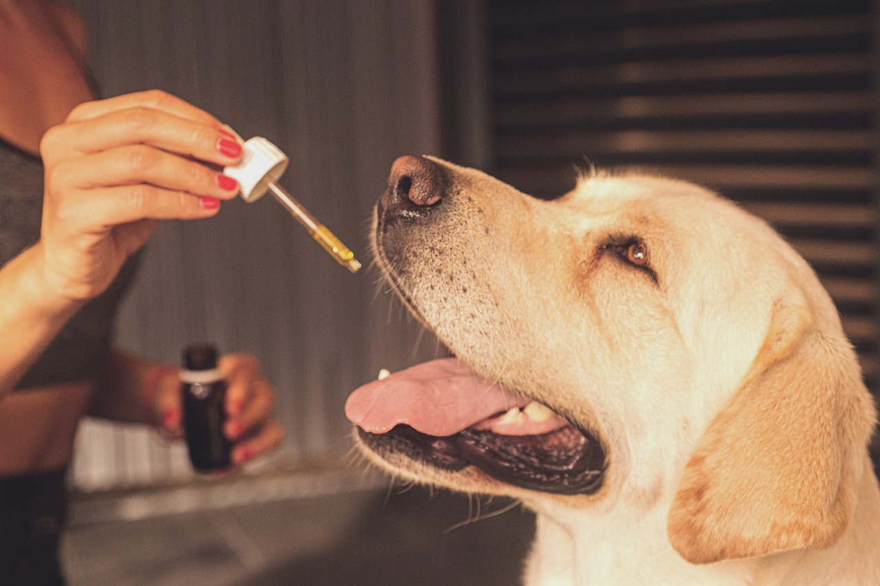 CBD pour chien